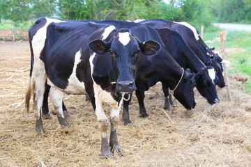 cows feeding in cowshed farm