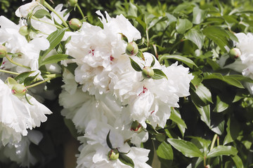 white peonies