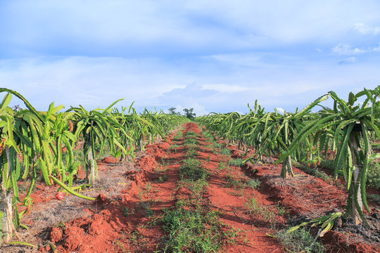 Dragon Fruit Tree  In Field