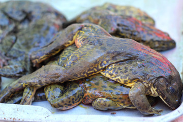 A lot frogs for sale