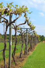 Vineyard