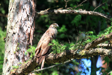 Oriental honey-buzzard (Oriental honey-buzzard) female in Japan