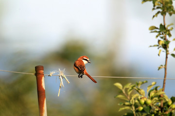Brown shrike (Lanius cristatus superciliosus) male in Japan