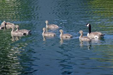Young Goslings Swimming Across the Lake with Mom