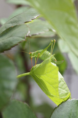 absprungbereiter Grashüpfer