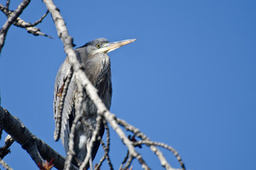 Great Blue Heron Perched in a Tree