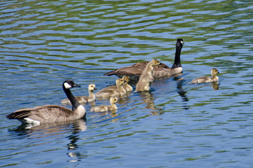 Cute Little Goslings Swimming with Parents