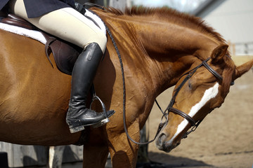 Equestrian horse