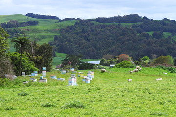 Green pastures and bee hives