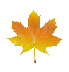 maple leaf on white background, macro photo,