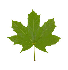 maple leaf on white background, macro photo,