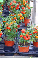 Fototapeta na wymiar Tomates cerise en pot
