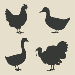 Fototapeta na wymiar domestic fowl icon
