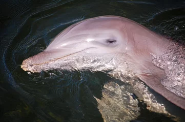 Crédence de cuisine en verre imprimé Dauphin Grand dauphin