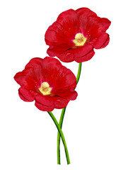 Fototapeta premium Dzwony kwiaty na białym tle