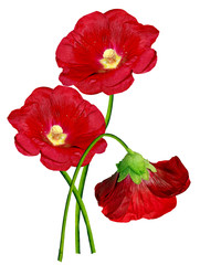 Flowers bells isolated on white background