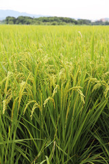 Rice field