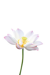 lotus flower isolated on white background

