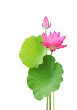 lotus flower and leaves isolated on white background