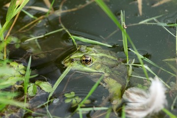 frog