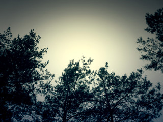 Fototapeta premium Pine Branch