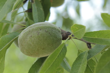 amande sur l'arbre