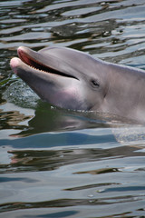 Fototapeta premium bottlenose dolphin