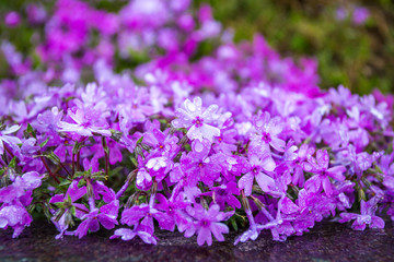 Obraz premium colorful flowers in the garden