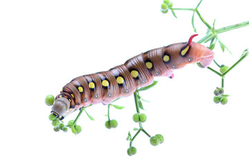 Caterpillar of Bedstraw Hawk-Moth isolated on white