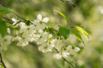 Cherry flowers