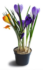 Flowers crocuses