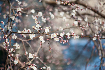 Apricot tree flower