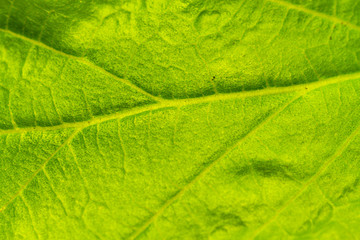 green leaf texture