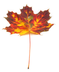 Multicolor autumn maple-leaf