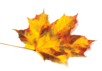 Naklejka na ściany i meble Yellowed autumn maple leaf on white background