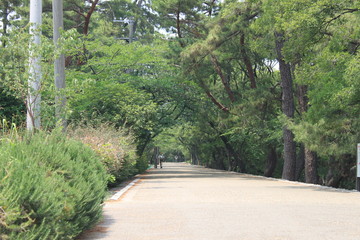 Fototapeta premium 夙川沿いの遊歩道