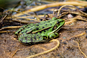 Wasserfrosch (Teichfrosch)