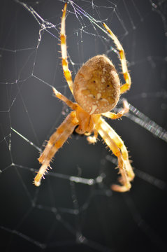 Garden Spider, aka Cross Spider (Araneus diadematus)