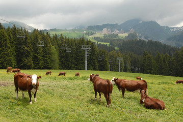Fototapeta na wymiar Vaches au Creux de la Joux, face à Avoriaz