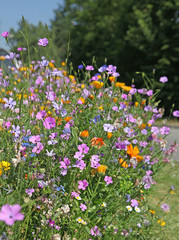 Fototapeta premium gazon fleuri de coreopsis