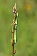 Raupe der Chi-Eule (Antitype chi) an Mücken-Händelwurz