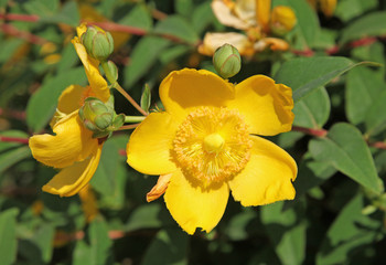 millepertuis hypericum hidcote