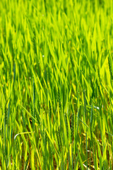 closeup of grass