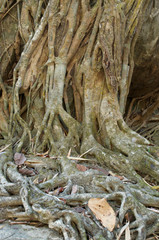 tree roots