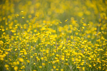 abstract field of summer buttercups
