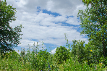 Obraz premium cloudy sky framed by green nature