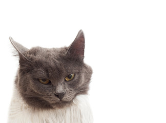 Portrait of a gray cat isolated on white background