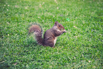 Squirrel on the grass