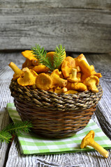 Chantarelles in the basket.