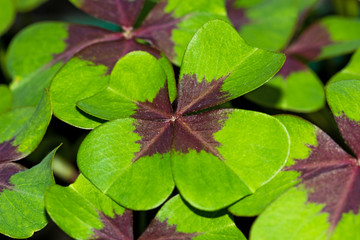 vierblättrige Kleeblätter, Oxalis deppei